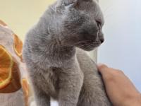 British shorthair lilac yavru 4 aylık