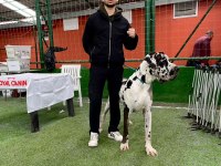 Üst Düzey Danua Yavruları