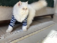 İran Persian Kedimiz