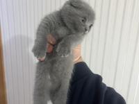 British Shorthair Safkan Kedimiz