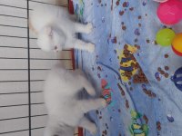 Yavru Bluepoint British Shorthair