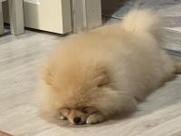 Pomeranian Boo 8 Aylık Erkek