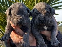 Yavru Cane Corso Almak İsteyenler İletişime Geçsin