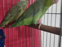 Yavru forpus papağanı çiftimiz