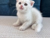 Kedimizi Sahiplendirme