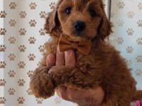 Aşılı poodle bebekler