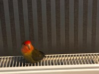 5 aylık dişi sevda papağanı