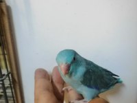 Asforpus Mutasyon Forpus Papağanı