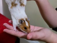 Ele Alışkın Suriye Hamster