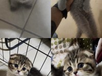 Scottish Fold Yavrularımıza Yuva Arıyoruz