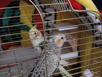 Ele Alışkın Isırma Bilmezler Evcil Çok Güzel Çift Sultan Papağanı