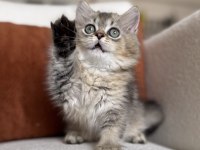 Mükemmel Kalite Golden Ny25 British Longhair