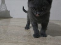 İki Buçuk Aylık Dişi Ve Erkek Yavru Kedimiz