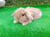 Hollanda teddy lop tavşanlar