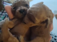 1 Aylık Erkek Toy Poodle Yavru