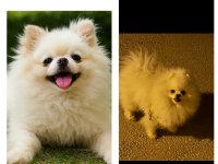 Süt beyaz ayı surat pomeranian boo anne bana kalitelidir