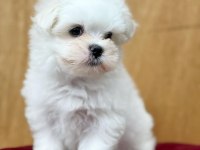 Dünya Tatlısı Maltese Yavruları