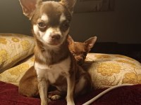 Şivava köpeğimiz yeni yuva arıyor