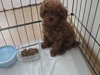 Redbrown Orijinal Teacup Baby Face Poodle İkizler