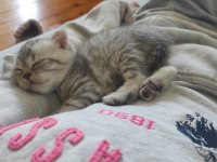 2 British Shorthair 1 Tane Scottish