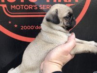 Kaliteli Pug Yavru İsteyene Yardımcı Olurum