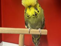 Sağlıklı, genç ve üretime uygun show muhabbet kuşlar