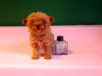 Lekesiz Teacup Poodle Yavrularımız