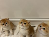 British Golden Ny12 British Shorthair Yavrular