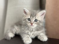 5 British Yavru British Shorthair Kedimiz Yeni Yuvaya Hazır