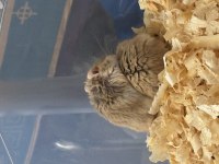 2 Tane Suriye Hamster Sağlıklı