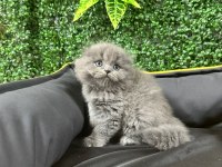 A kalite scottish fold ayı surat yavrumuz