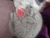 British Shorthair Dumana Yuva