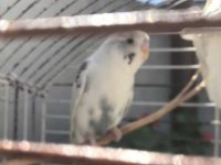 Gökbeyazı ve gri süslemeli genç erkek muhabbet kuşu