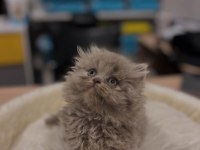 Safkan british longhair yavrular