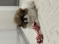 Anne Pekinez Baba Pomeranian