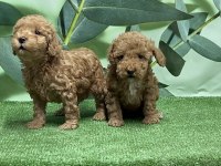 Toy Poodle Yavru