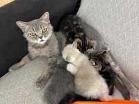 Anne kedimiz ve 1 yavrusu (siyah) sahiplendirilecektir