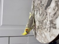 Sultan Papağanım Sahiplendirilecektir (₺)