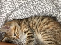 Ücretsiz Sahiplendirme Kedimiz