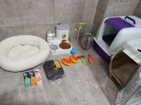 Safkan Dişi British Colorpoint