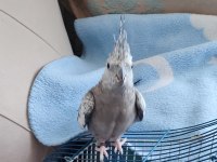 1 yaşında erkek sultan papağanı