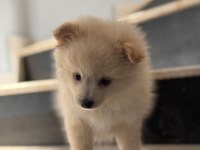 Pomeranian spitz sevimli dost
