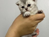 Dünya Tatlısı Yavru Kediler