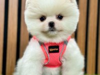 Safkan pomeranian boo cinsi yavrular