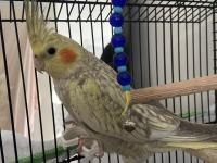 3 aylık sultan papağanı