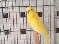 Uygun eşe hazır verimli damızlık erkek ve dişi kuşlar