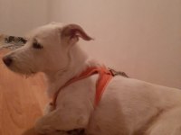 Köpeğimiz Luka Ya Acil Yuva