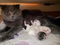 Rezerveye Açık 1 Aylık Scottish Fold Yavrular