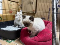 Sağlıklı Ve Bakımlı British Shorthair