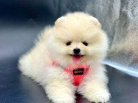 Safkan Pomeranian Boo Köpeklerimiz